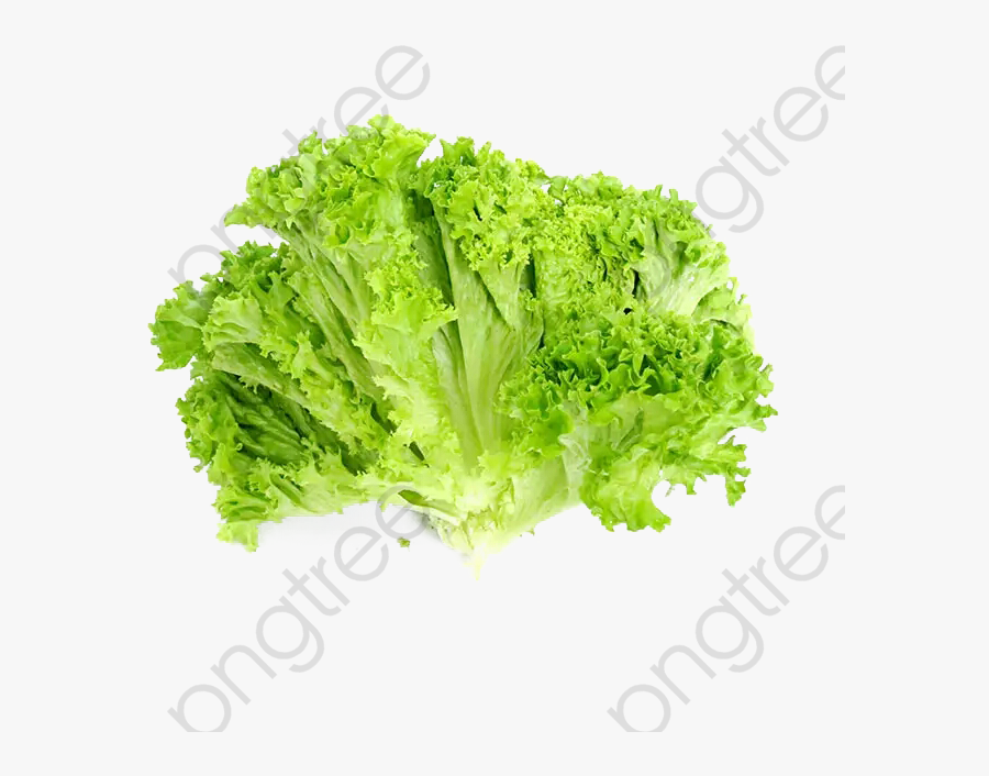 Creative Lettuce - ผัก กาด หอม Png, Transparent Clipart
