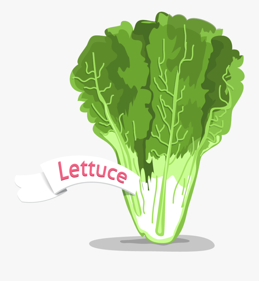 Napa Cabbage, Transparent Clipart