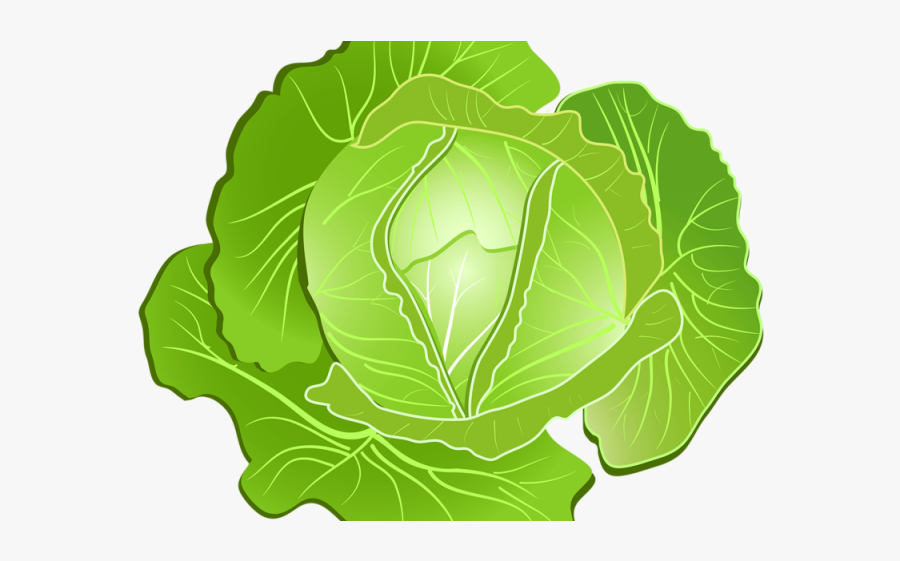 Lettuce Clipart Green Veggie Clip Art , Free Transparent Clipart