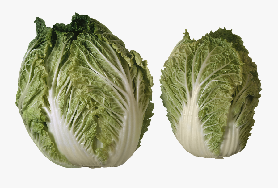 Salad Png Image - Different Heads Of Lettuce, Transparent Clipart
