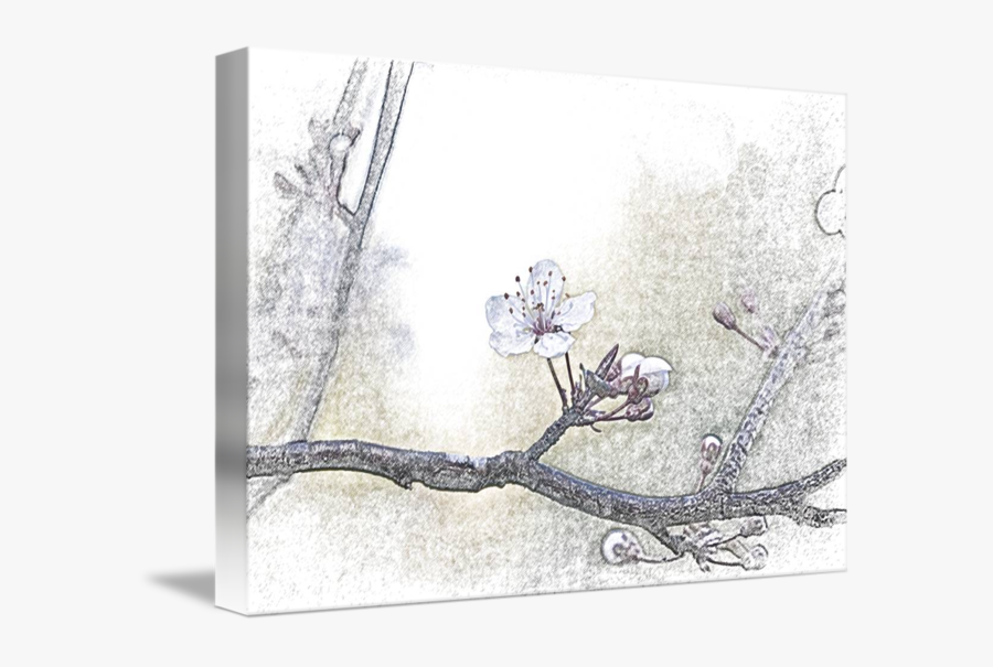 Plum Blossom Sketch By Sonja Norwood - Cherry Blossom, Transparent Clipart