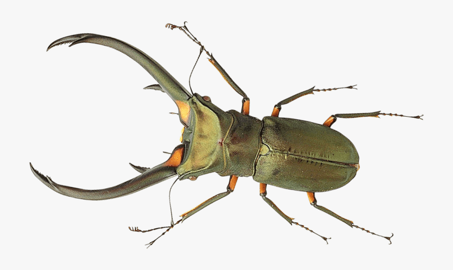 Download Bug Png Images Background - Bug Png Transparent, Transparent Clipart