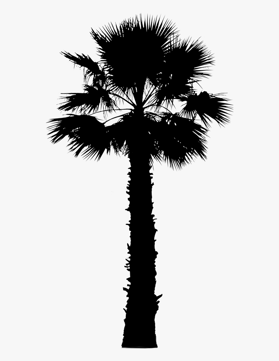 Asian Palmyra Palm Palm Trees Vector Graphics Image - California Palm Tree Vector, Transparent Clipart