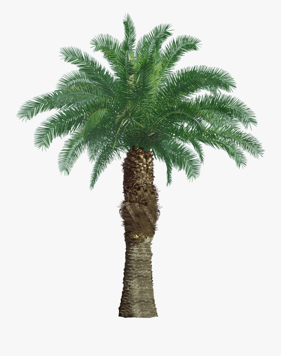 California Palm Tree Clip Art, Transparent Clipart