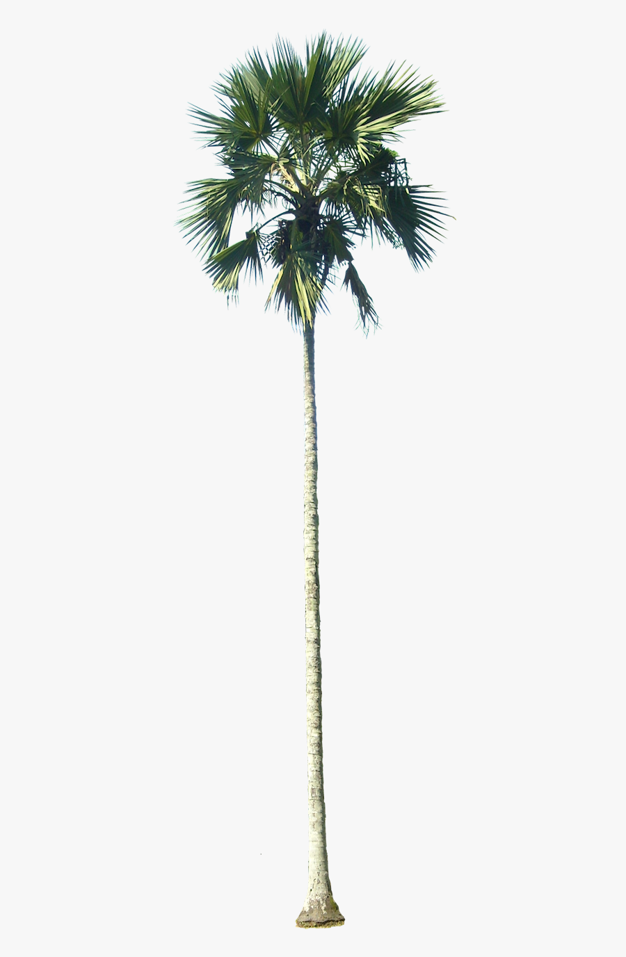 Transparent Palm Trees Png - Tall Palm Tree Png, Transparent Clipart