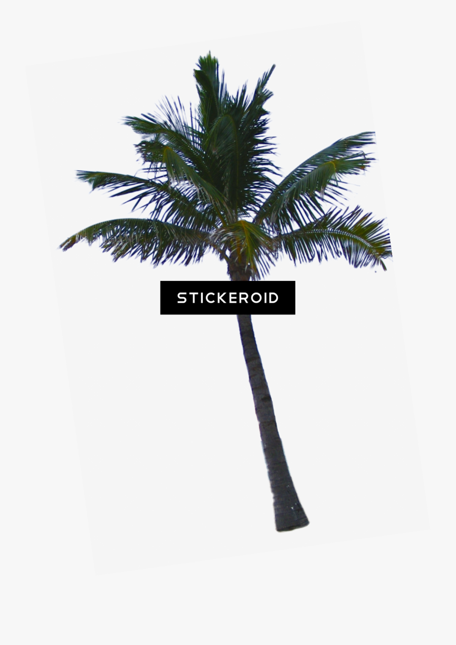 Palm Tree California , Png Download - Palm Tree Png Free, Transparent Clipart