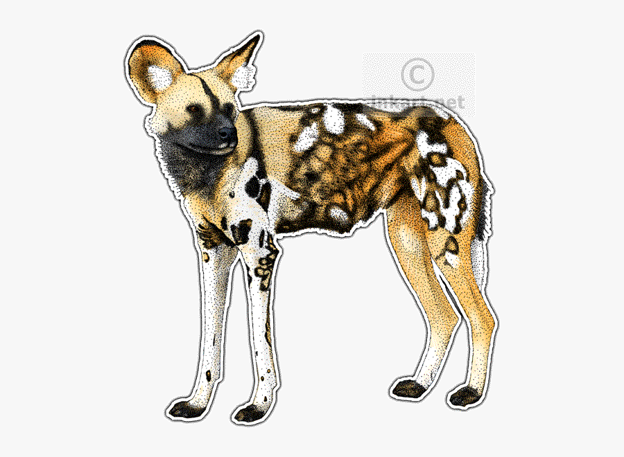 Transparent African Wild Dog Png, Transparent Clipart