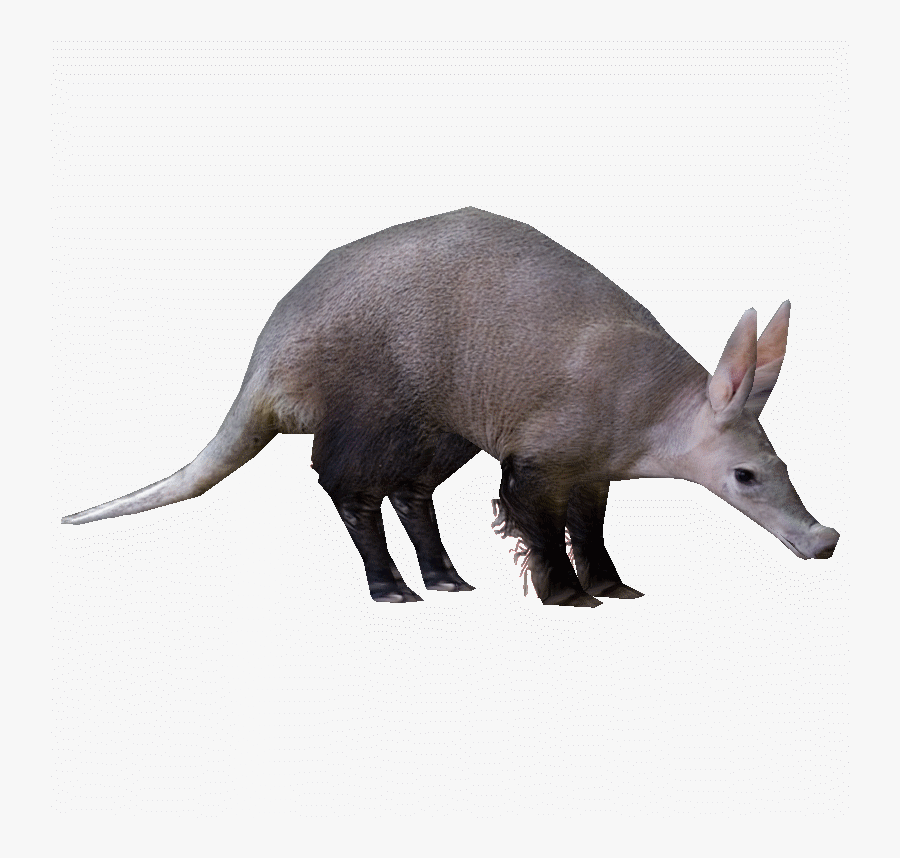 Transparent Aardvark Clipart - Zt2 Aardvark, Transparent Clipart