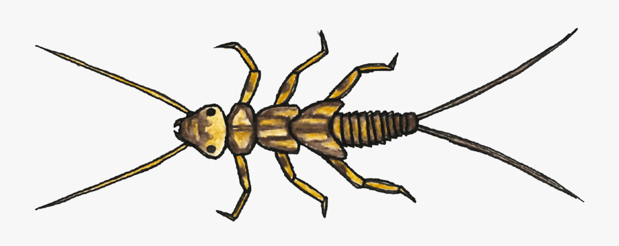 Ant, Transparent Clipart