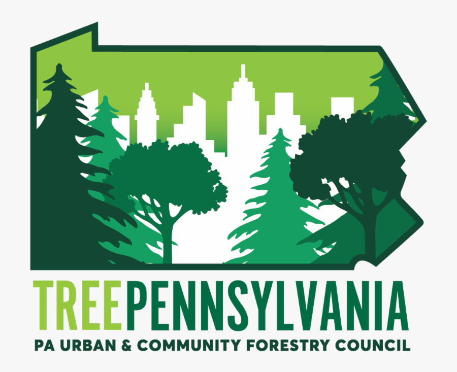 Colorado Spruce, Transparent Clipart