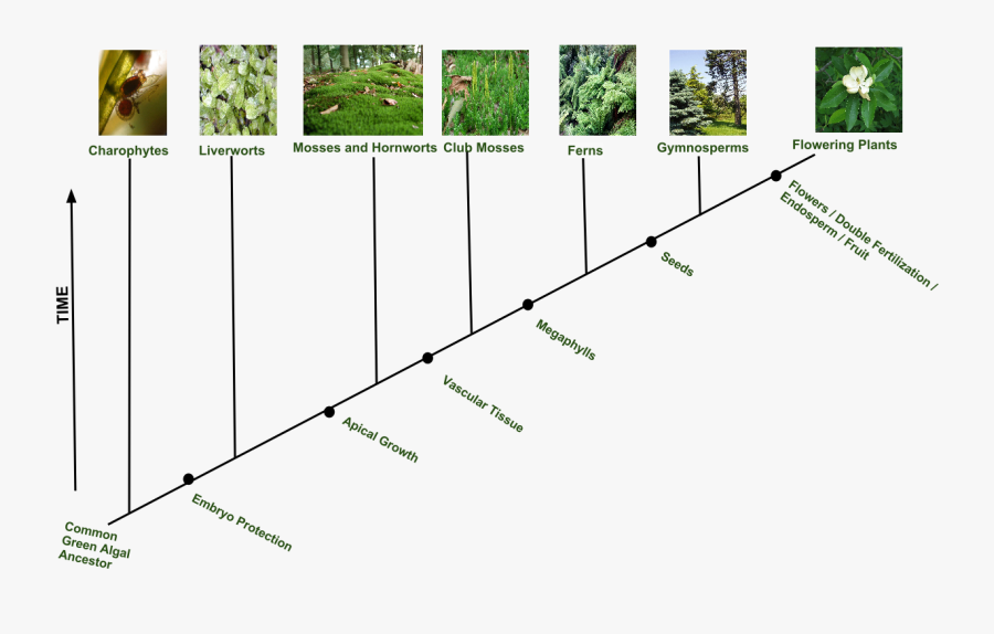 Plant Evolution Cladogram, Transparent Clipart