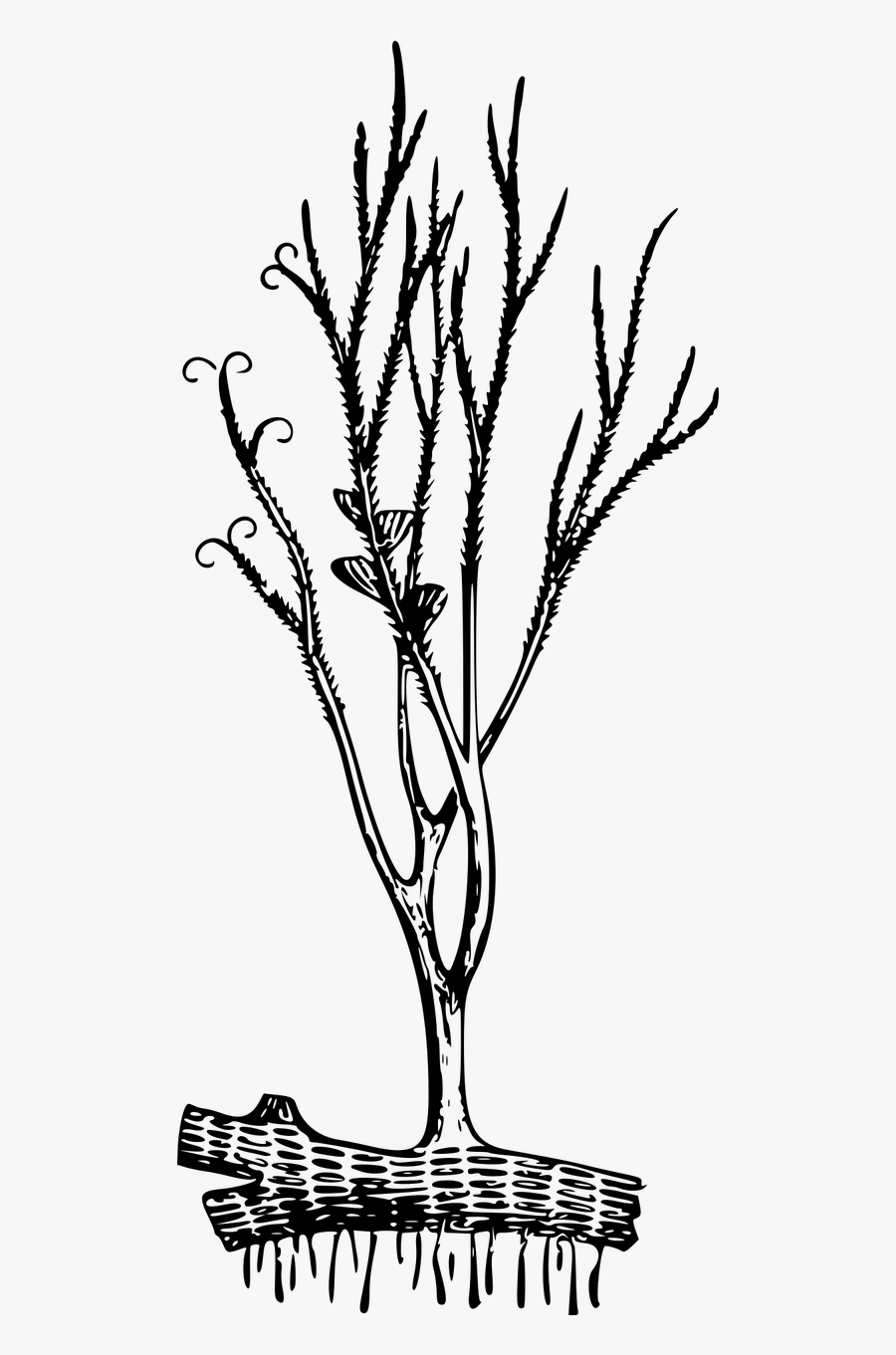 Psilophyton Princeps, Transparent Clipart