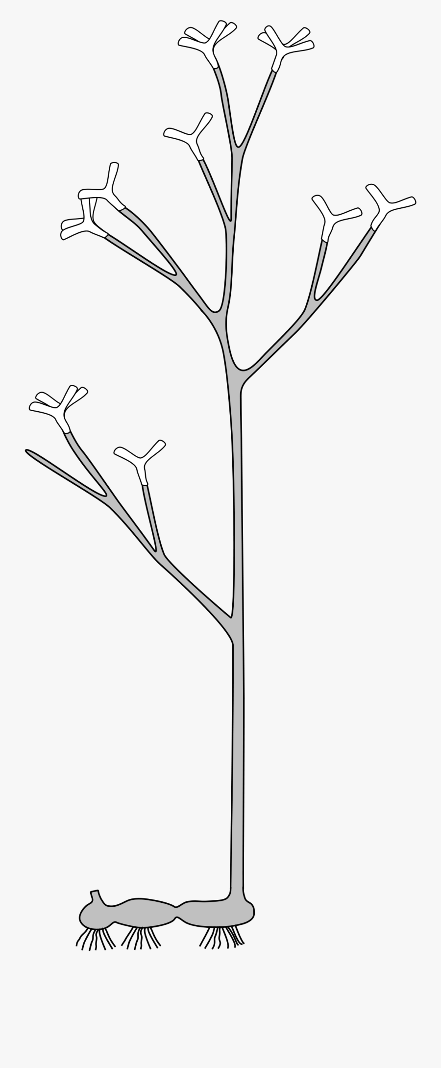 Horneophyton, Transparent Clipart