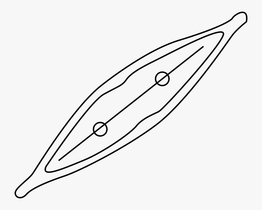 Diatom - Diatom Clipart Black And White, Transparent Clipart