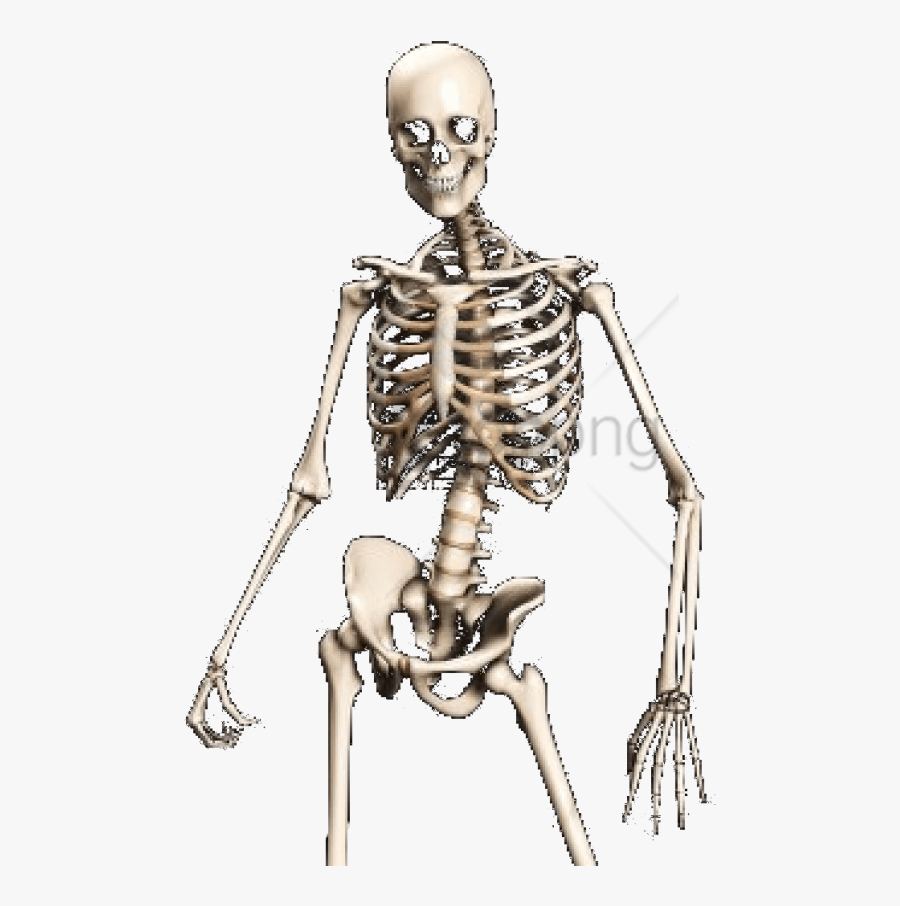 Skeleton,shoulder,human - Transparent Skeleton Png, Transparent Clipart