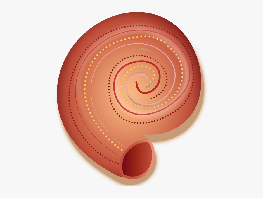 Circle, Transparent Clipart