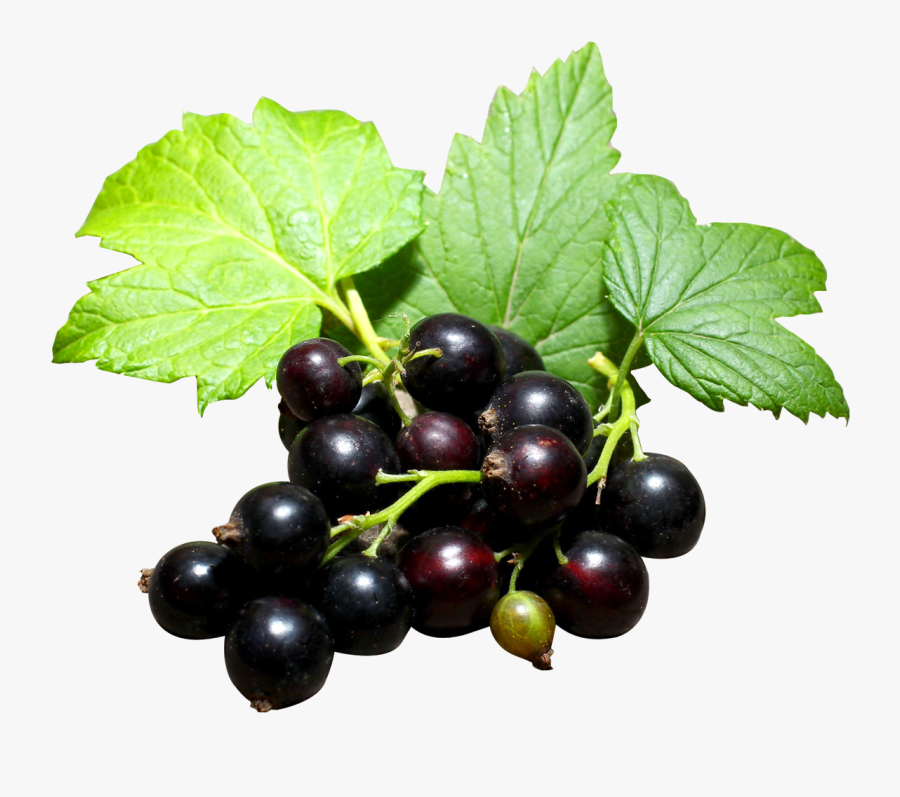 Blackcurrants Clipart Png, Transparent Clipart