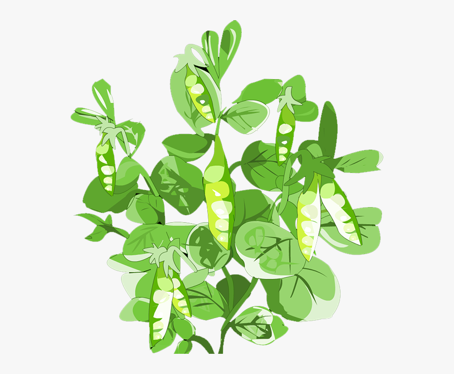 Clip Art De Folha Vegetal Cheiro - Pigeon Pea Plant Png, Transparent Clipart