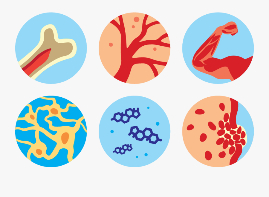 Circle, Transparent Clipart