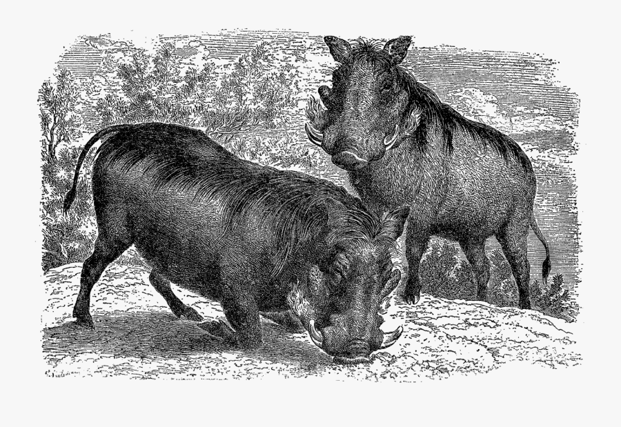 Boar, Transparent Clipart