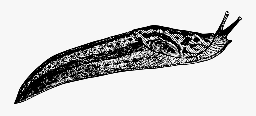 Leaf,monochrome Photography,invertebrate - Slug Drawing Png, Transparent Clipart