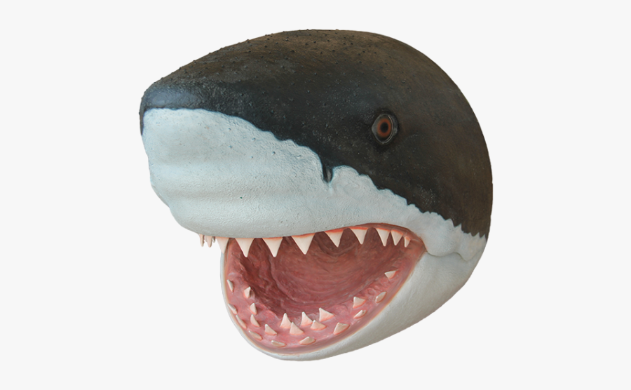 Tiger Dog Puppy Fish - Shark With Transparent Head, Transparent Clipart