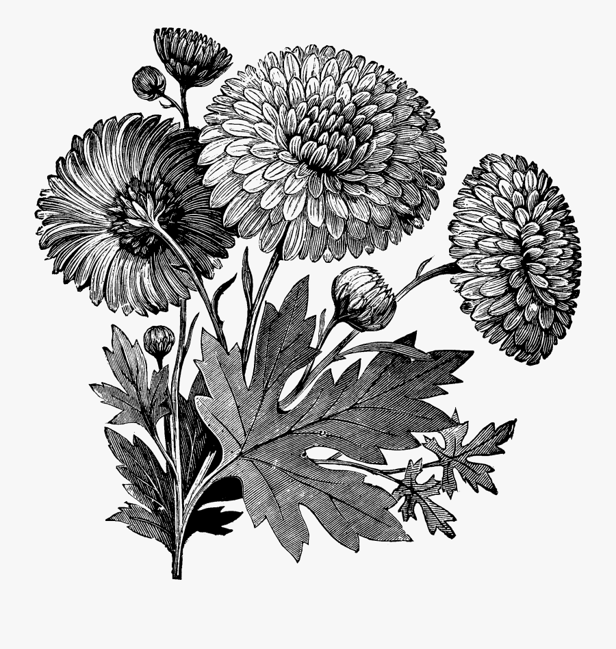 Bud Drawing Dahlia - Drawing, Transparent Clipart