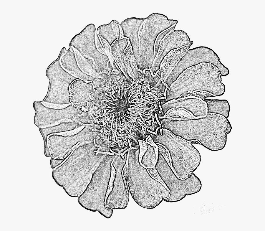 ดอก รักเร่ ภาพ วาด, Transparent Clipart