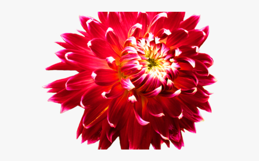 Transparent Dahlia Flower Png, Transparent Clipart