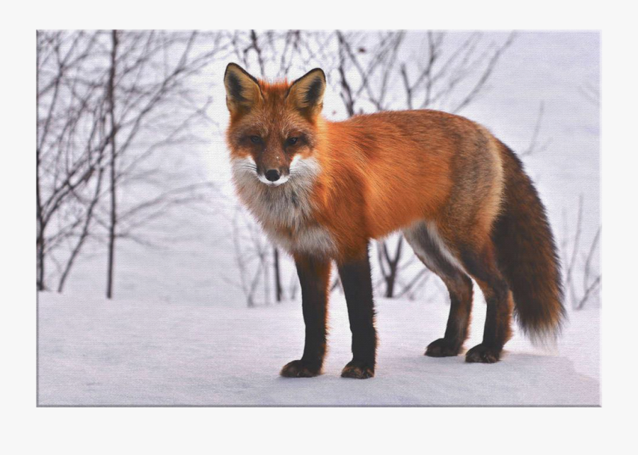 Clip Art Fox Snow - Public Domain Red Fox, Transparent Clipart