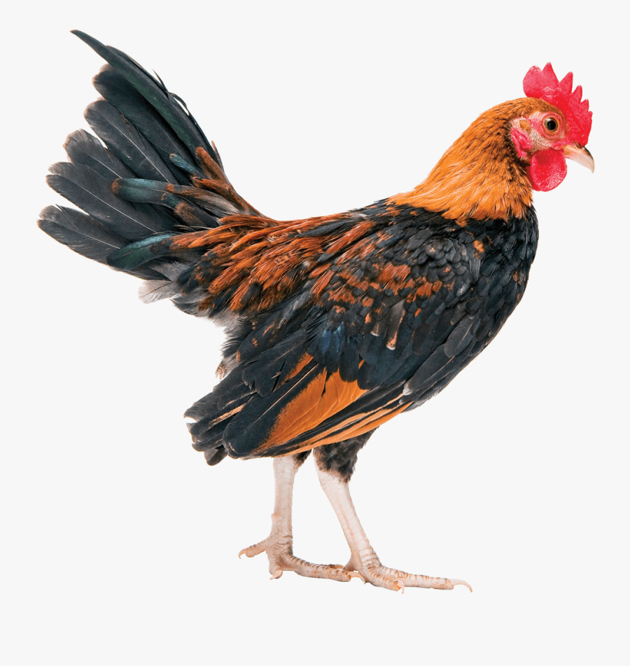 Transparent Chinese New Year Rooster Clipart - Uccelli Pene, Transparent Clipart