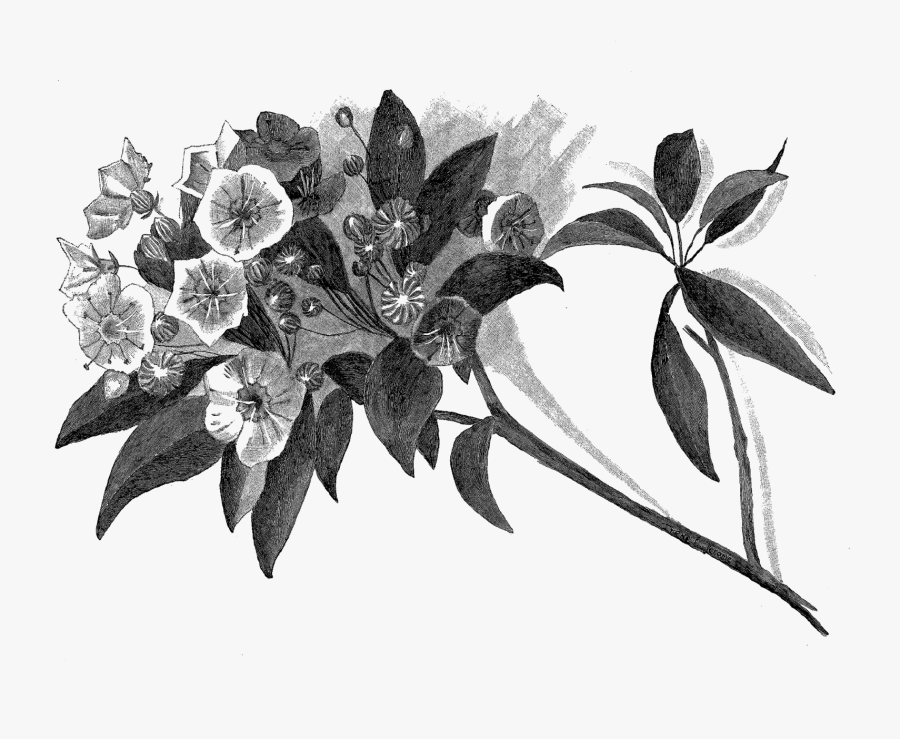 Flowering Tree Artwork Drawing Digital Illustration - Botanical Pencil Drawing Png, Transparent Clipart