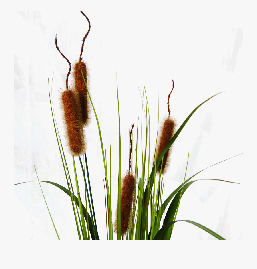 Download Typha Cattail Png Image With No Background, Transparent Clipart