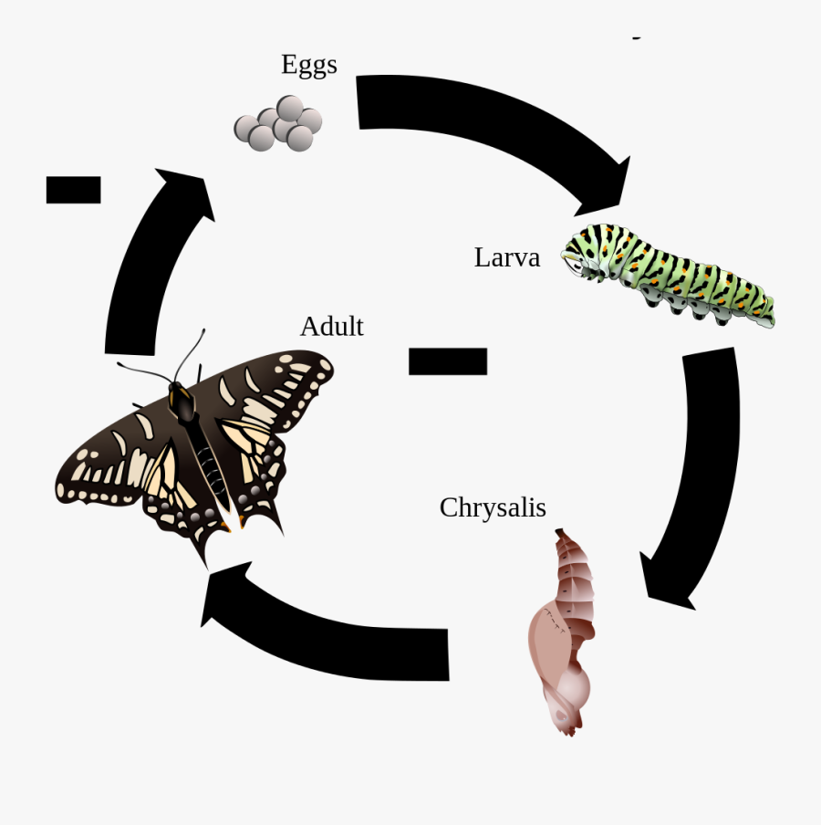 Anise Swallowtail Life Cycle - Life Cycle Of Citrus Butterfly, Transparent Clipart