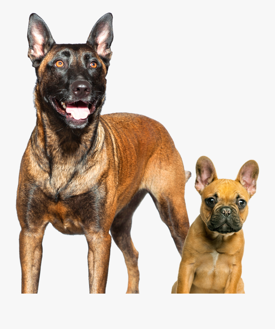 Malinois Dog, Transparent Clipart