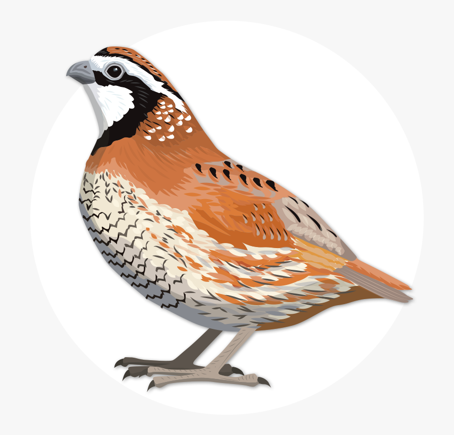 Northern Bobwhite Png, Transparent Clipart