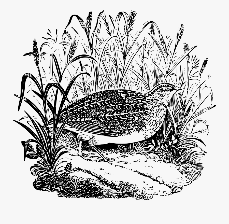 Quail Clip Arts - Clip Art, Transparent Clipart