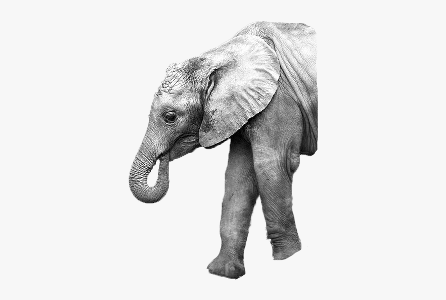 Asian Elephant Mother Image Photography - Elephant, Transparent Clipart