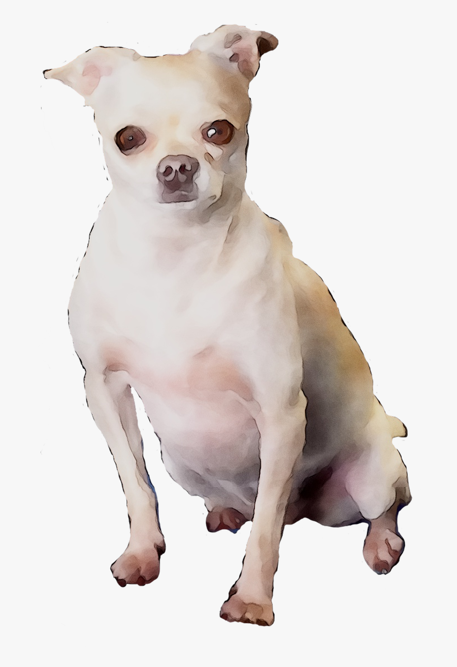Chihuahua Breed Dog Companion Toy Puppy Clipart - Companion Dog, Transparent Clipart