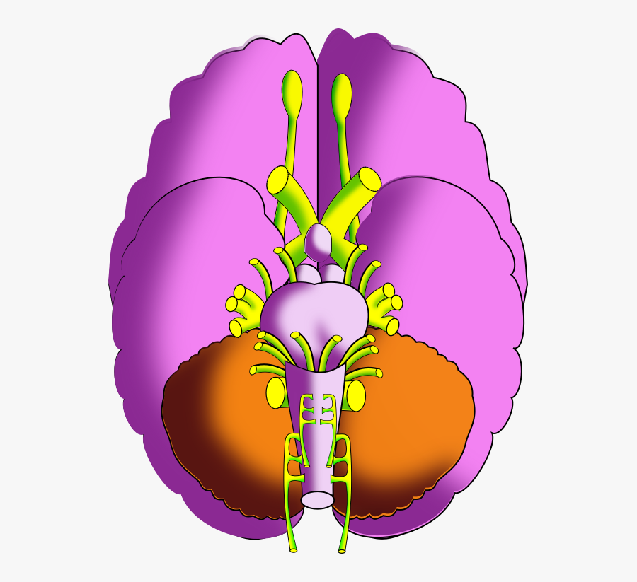 Ch13 Brain Inferior - Illustration, Transparent Clipart