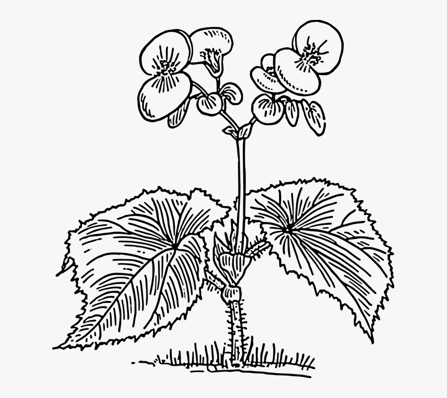 Begonia, Plant, Flowers, Leaves, Stems, Black And White - Begonia Clipart, Transparent Clipart