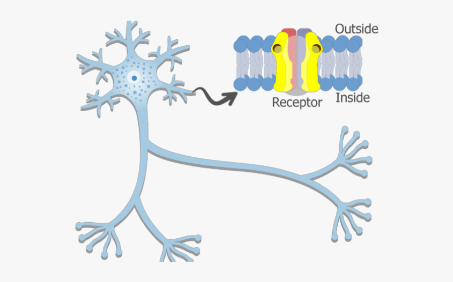 Axon Branch In The Synapse, Transparent Clipart