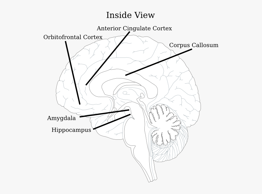 Brain, Transparent Clipart