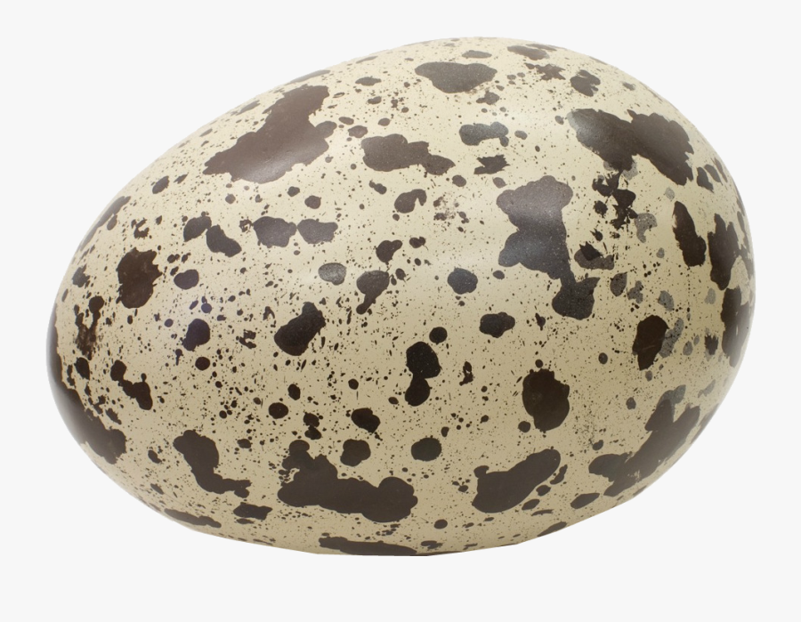 Dinosaur Egg Png - Real Dinosaur Egg Png, Transparent Clipart