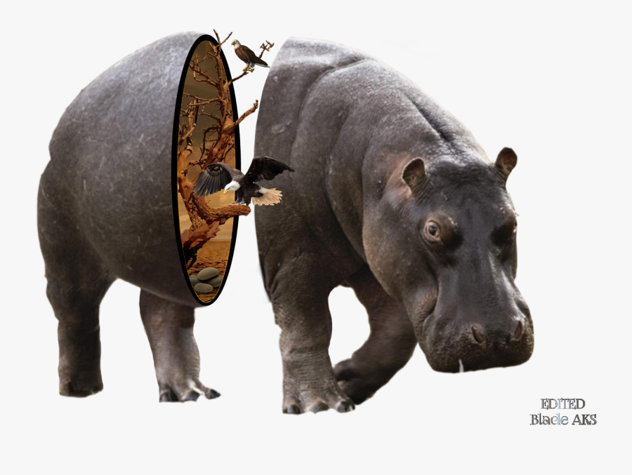 Transparent Hippo In Water Clipart - Rhinoceros And Hippopotamus, Transparent Clipart