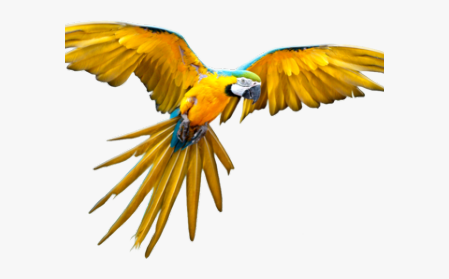Parrot Clipart Bird Fly - Transparent Flying Parrot Png, Transparent Clipart