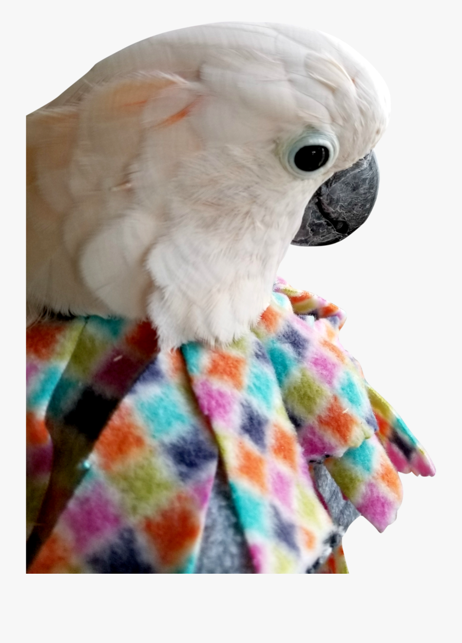 Clip Art Parrots Products - Bird Collar For Cockatoo, Transparent Clipart