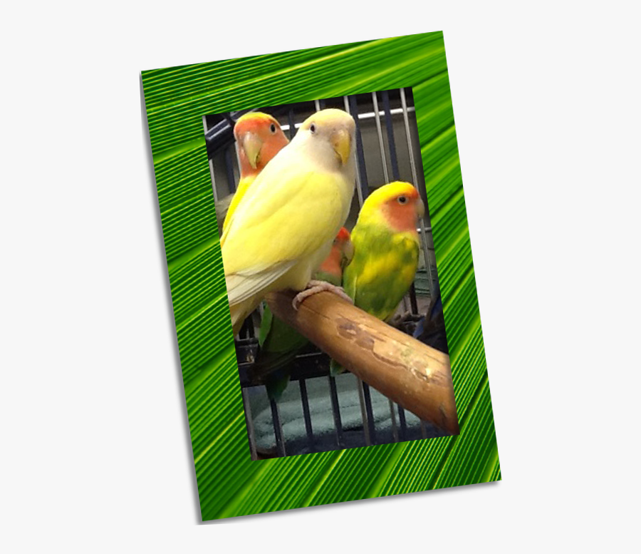 Parakeet, Transparent Clipart