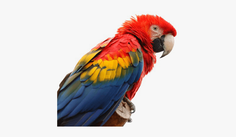 Macaws Png, Transparent Clipart