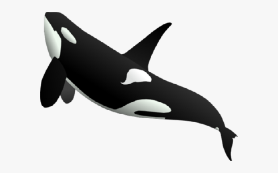 Killer Whale Transparent Background, Transparent Clipart